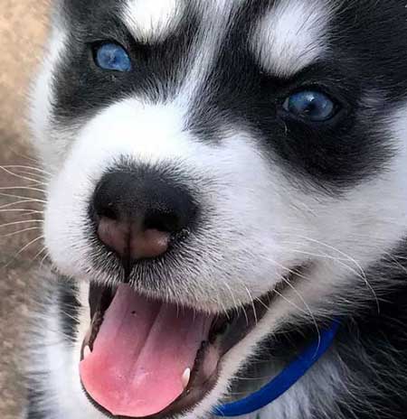 Husky puppy with blue eyes